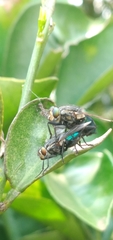 Sarconesia chlorogaster