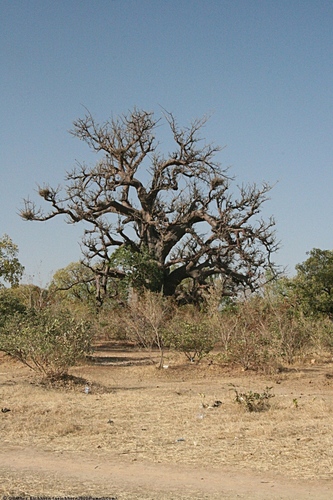 African baobab