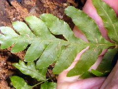 Pteris semipinnata