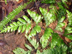 Pteris semipinnata