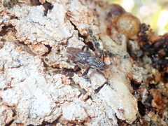 Ropalomeridae