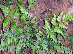 Pteris semipinnata