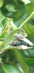 Sarconesia chlorogaster