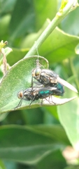 Sarconesia chlorogaster