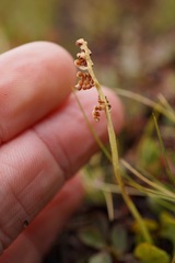 Botrychium simplex compositum