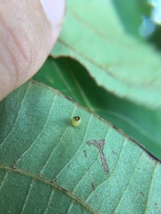 Caryomyia flaticrustum