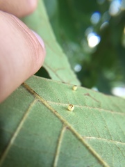 Caryomyia flaticrustum