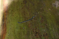 Australopacifica