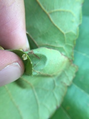 Caryomyia flaticrustum