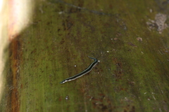 Australopacifica