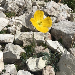 Papaver alpinum