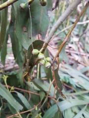 Eucalyptus viminalis viminalis