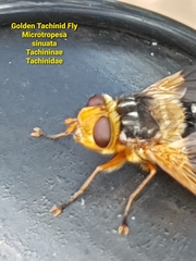 Microtropesa sinuata