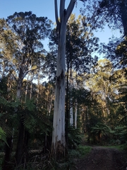Eucalyptus viminalis viminalis