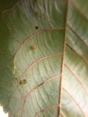 Caryomyia flaticrustum