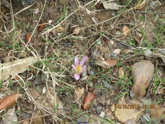 Colchicum montanum
