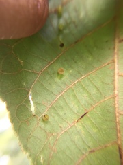 Caryomyia flaticrustum