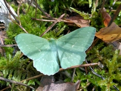 Geometra papilionaria