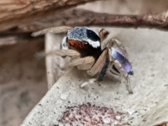 Maratus anomalus