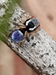 Maratus anomalus