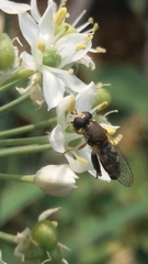 Syritta pipiens