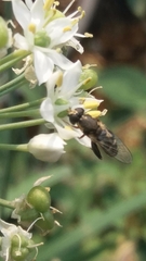Syritta pipiens