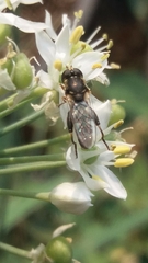 Syritta pipiens
