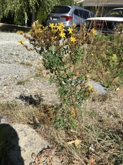 Hypericum perforatum