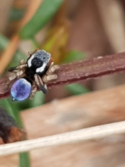 Maratus anomalus