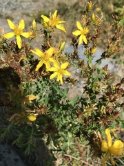 Hypericum perforatum