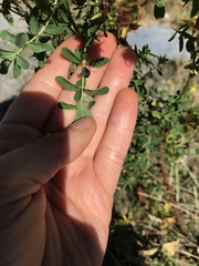 Hypericum perforatum