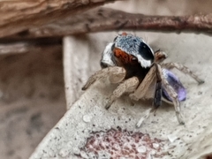 Maratus anomalus