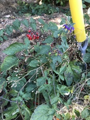 Solanum dulcamara