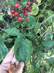 Solanum dulcamara