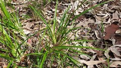 Dianella caerulea producta