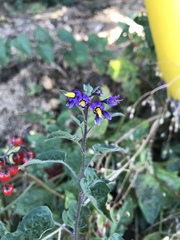 Solanum dulcamara