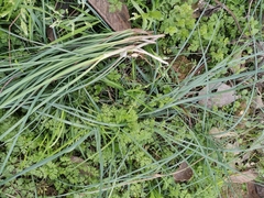 Allium macrostemon