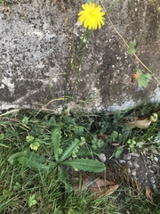 Hypochaeris radicata