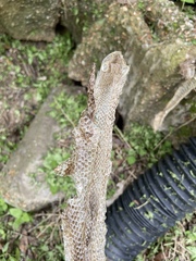 Pantherophis obsoletus