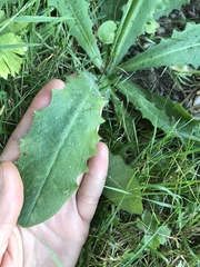 Hypochaeris radicata