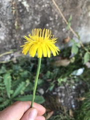 Hypochaeris radicata