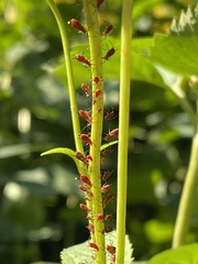 Uroleucon obscuricaudatum