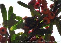 Bombus robustus