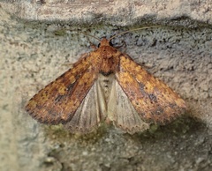 Perigea xanthioides