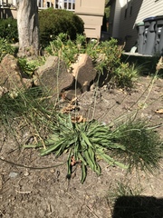 Plantago lanceolata