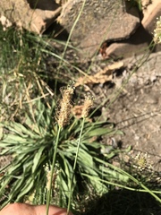 Plantago lanceolata