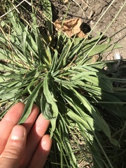 Plantago lanceolata
