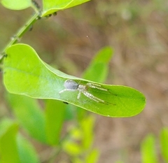 Anyphaena accentuata