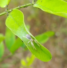 Anyphaena accentuata