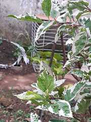 Ascia monuste orseis